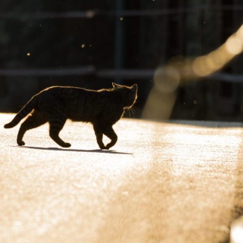 Kat aangerden DierenEHBO