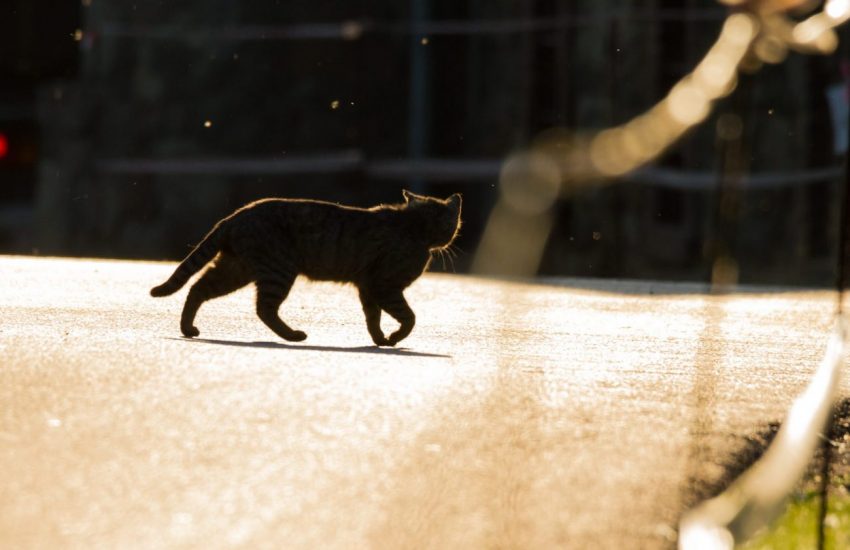 Kat aangerden DierenEHBO