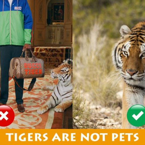 tijgers zijn geen huisdieren
