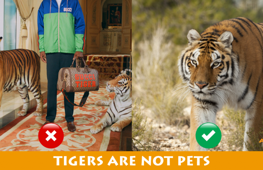 tijgers zijn geen huisdieren