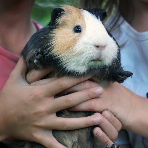 cavia en kinderen