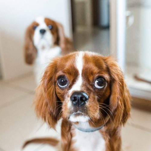 cavalier King Charles spaniël