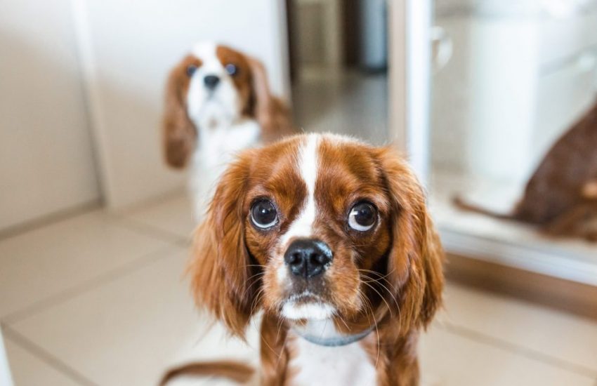cavalier King Charles spaniël