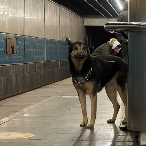 Hond in Oekraïne
