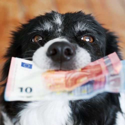 hond geld