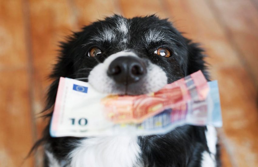 hond geld