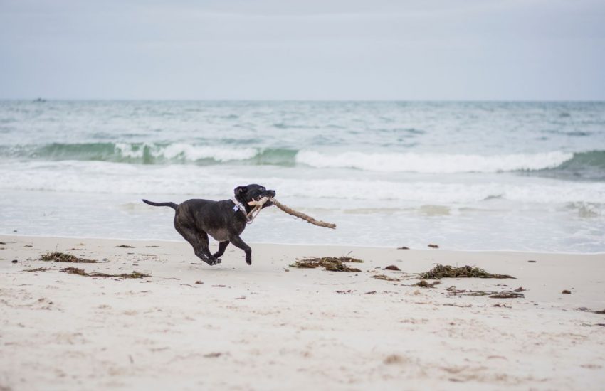 hond strand