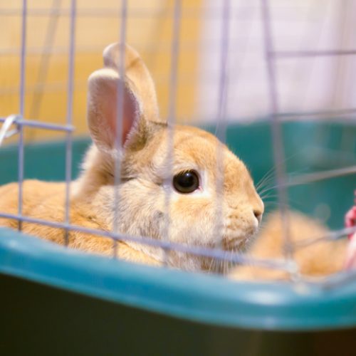 konijn in hok