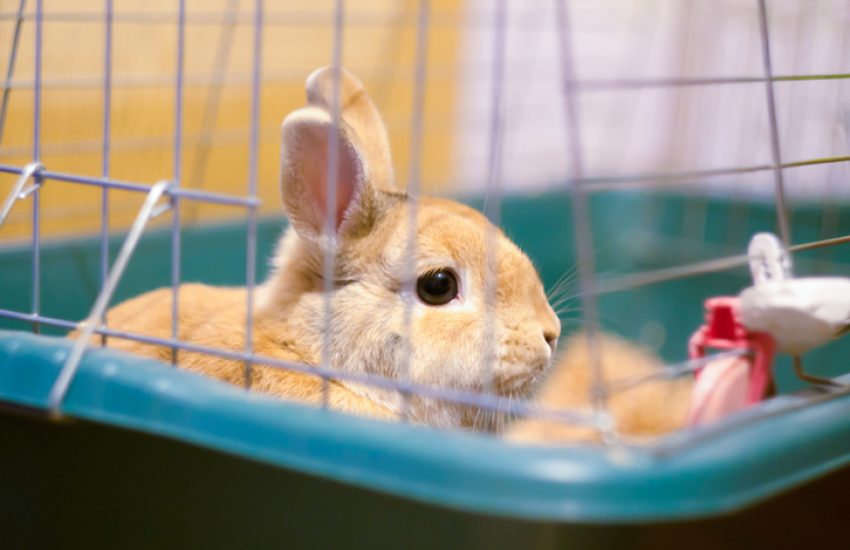 konijn in hok
