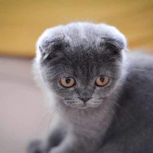 scottish fold