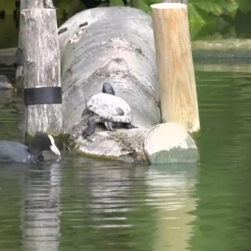 schildpad vijver AT%