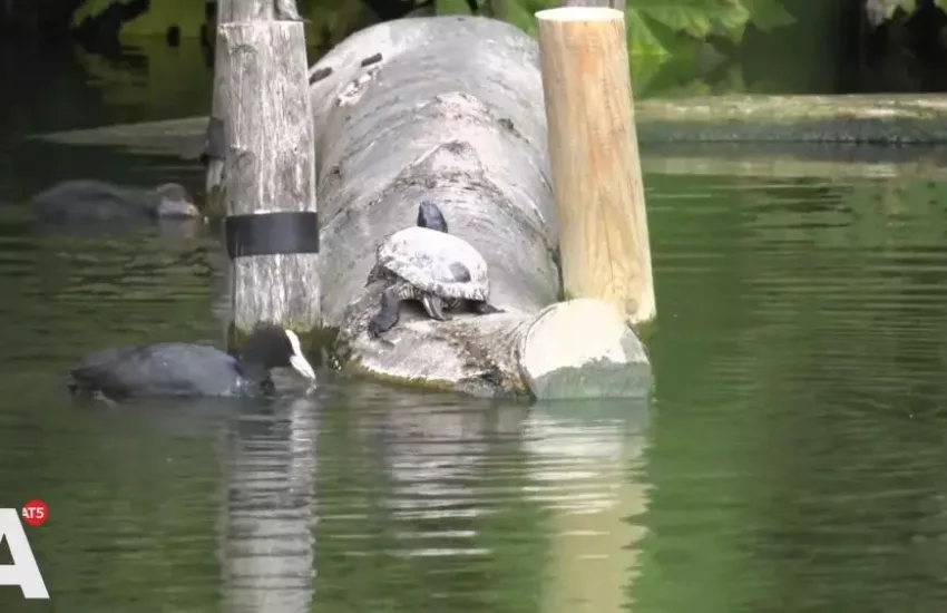 schildpad vijver AT%