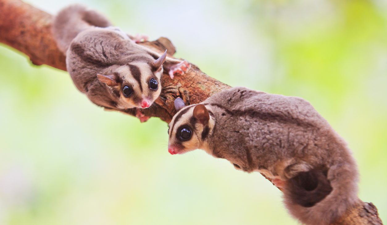 Eindelijk: positieflijst zoogdieren aangekondigd - Sophia-Vereeniging