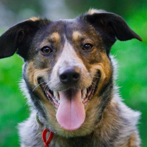 Vacature Sophia SnuffelCollege