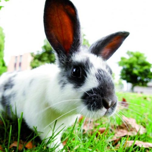 Konijnen vogelvrij in de natuur