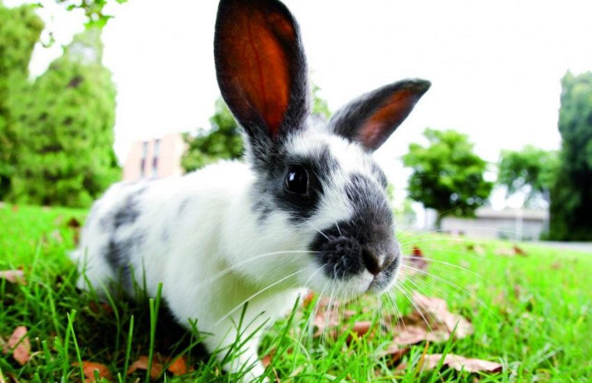 Konijnen vogelvrij in de natuur