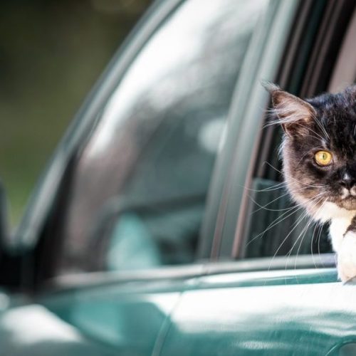 Kattenleed voorkomen een stiekeme lifter