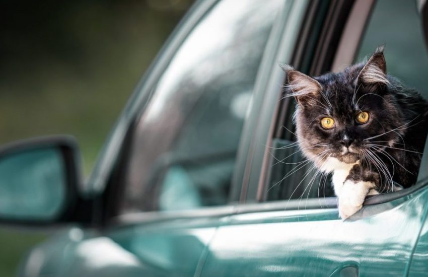 Kattenleed voorkomen een stiekeme lifter
