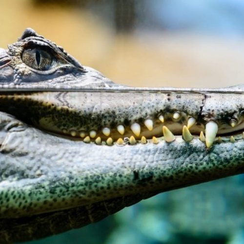 Minister Staghouwer, stop met exotenbeurzen