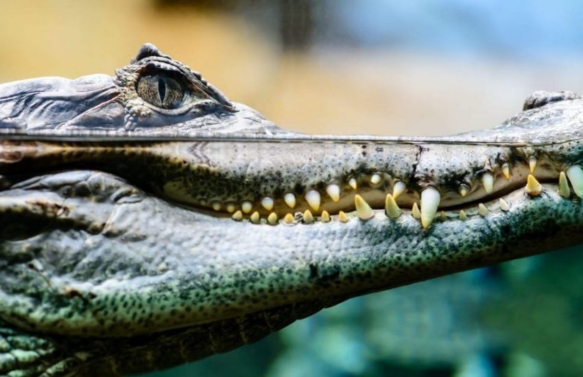 Minister Staghouwer, stop met exotenbeurzen