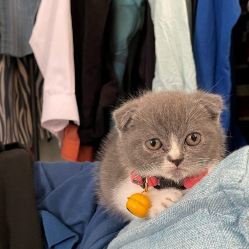 scottish fold
