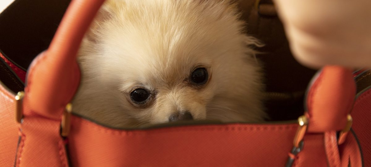 Laat de dieren weer dier zijn