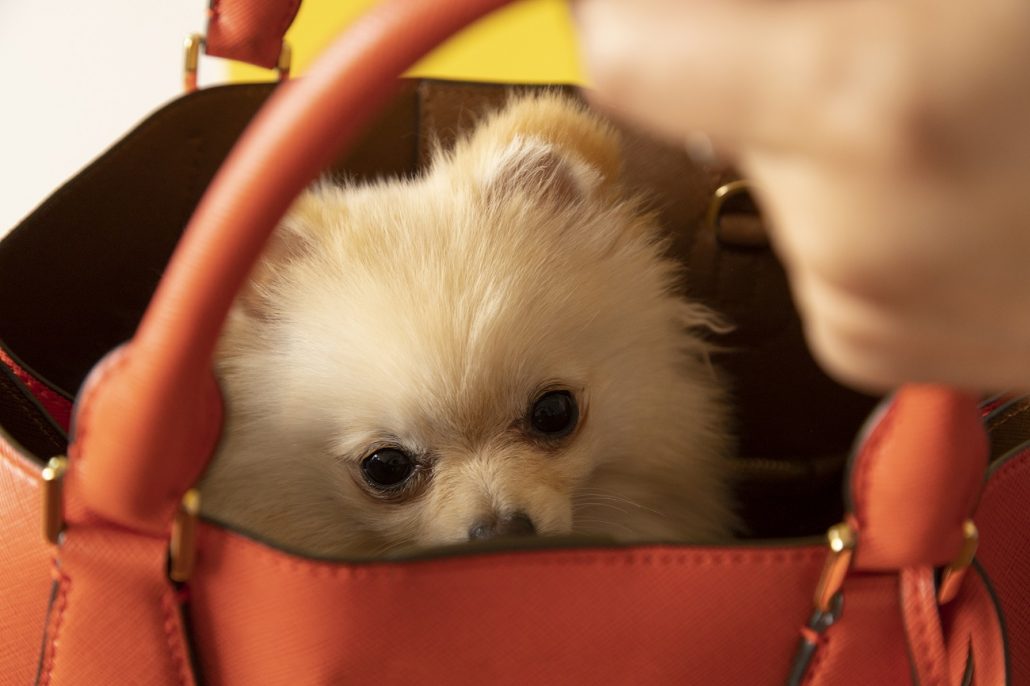 Laat de dieren weer dier zijn