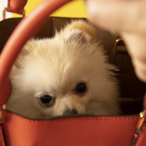 Laat de dieren weer dier zijn