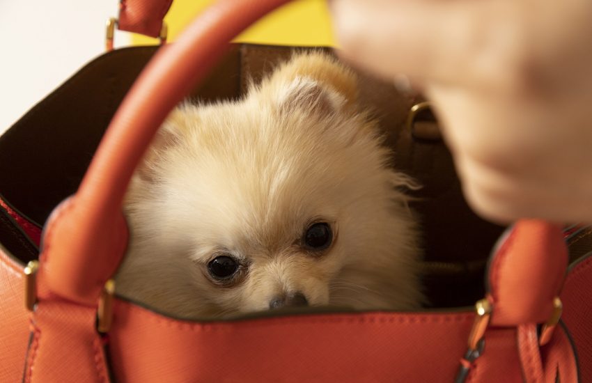 Laat de dieren weer dier zijn