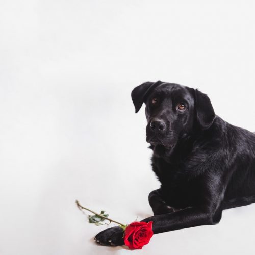hond valentijn