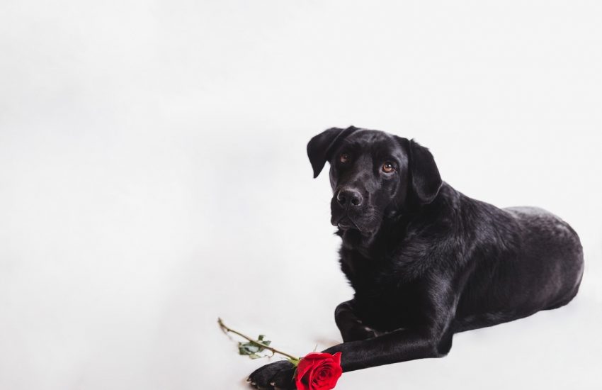 hond valentijn
