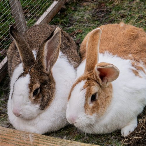konijnen buiten