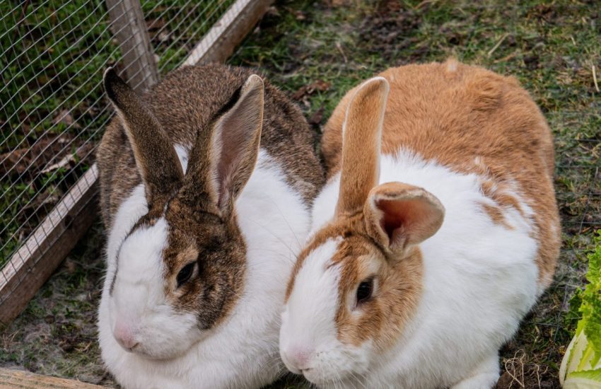 konijnen buiten