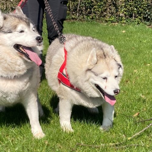 Verborgen leed: overgewicht bij honden