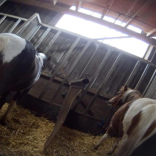 Paardenleed op maneges