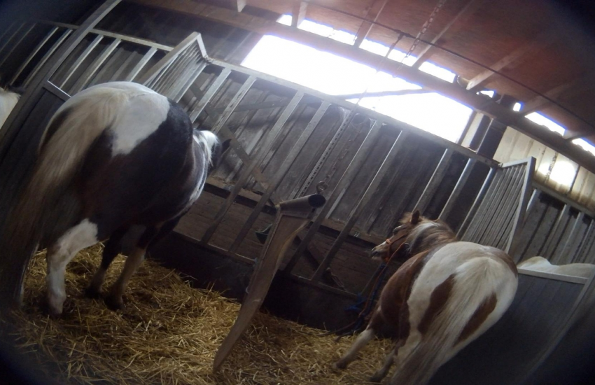Paardenleed op maneges
