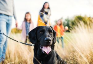 Hond & kind: een veilige omgang