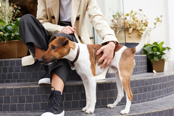 Laat de dieren weer dier zijn