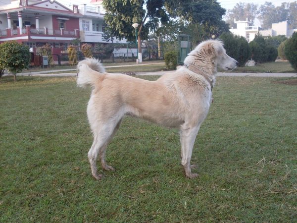 Laat de dieren weer dier zijn