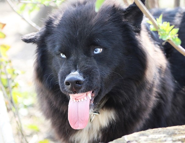 Laat de dieren weer dier zijn