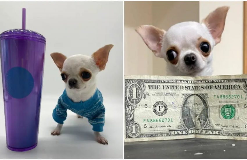 Kleinste hondje ter wereld