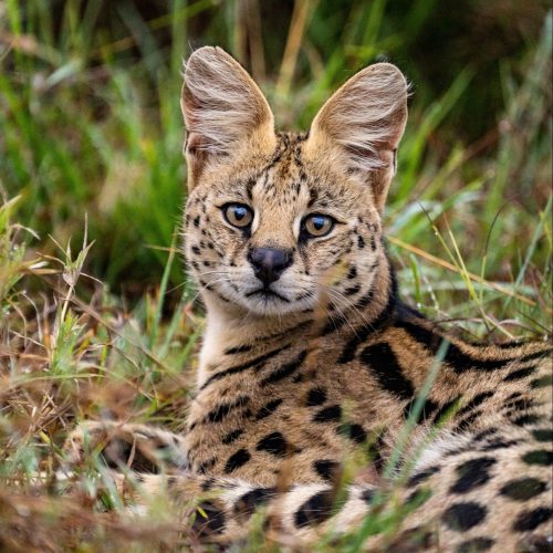 Serval buiten