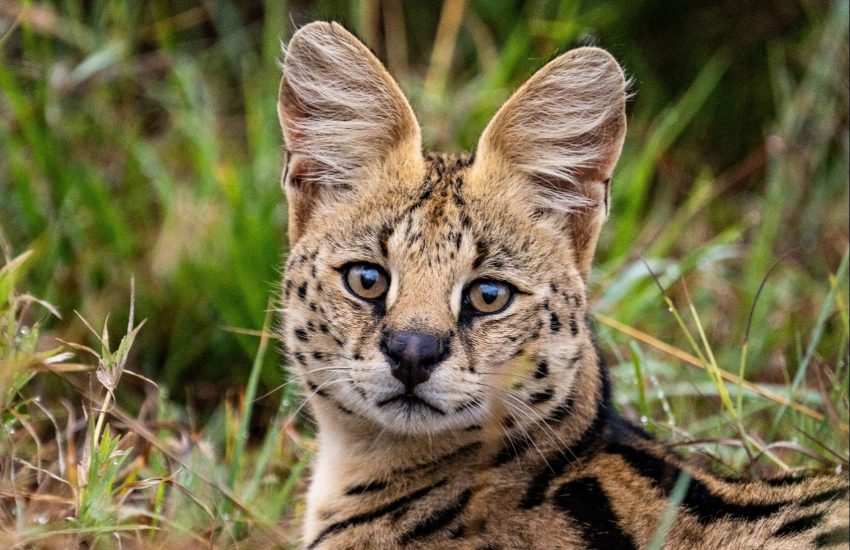 Serval buiten