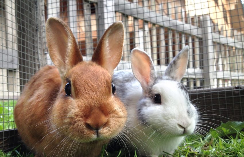 Twee konijnen in ren