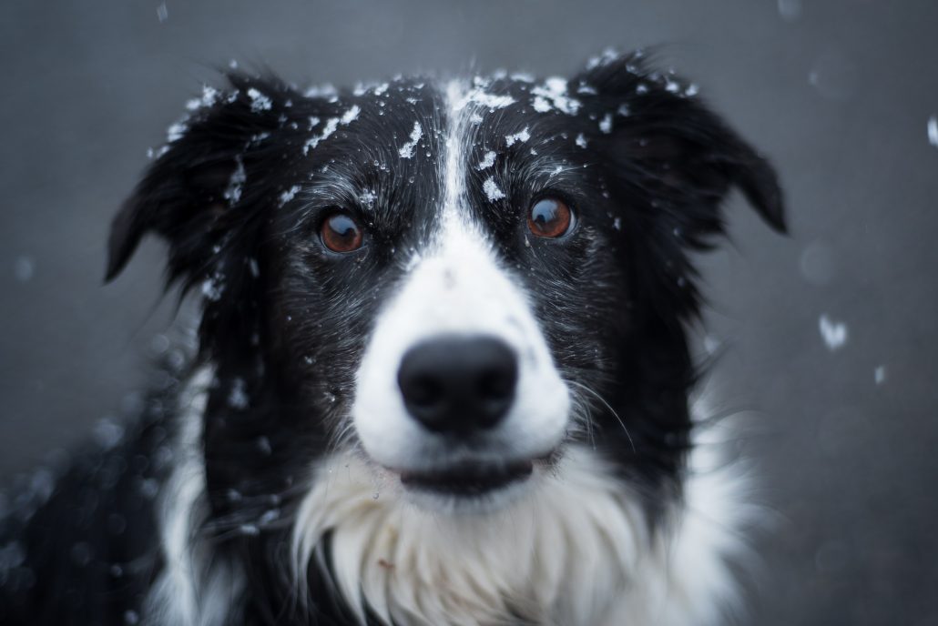 Border collie met sneeuw