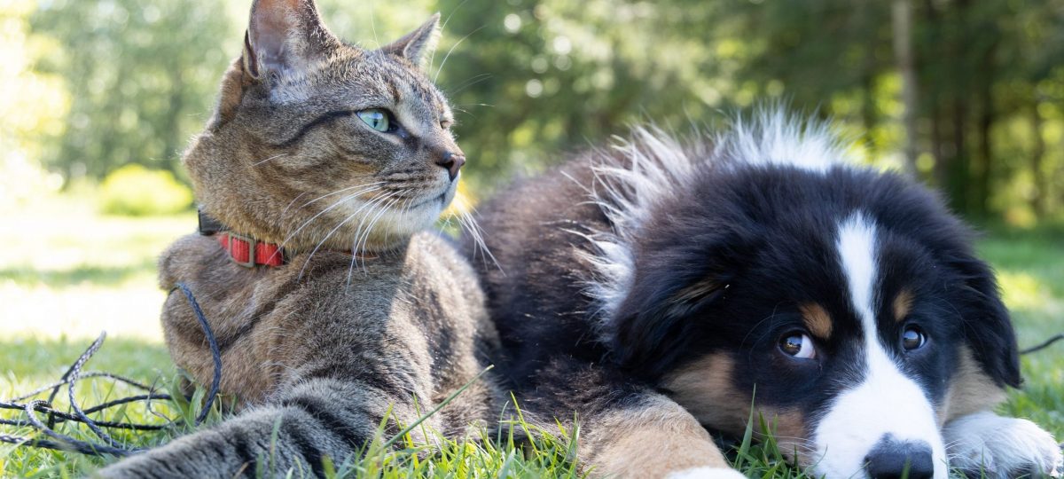 Hond en kat buiten header