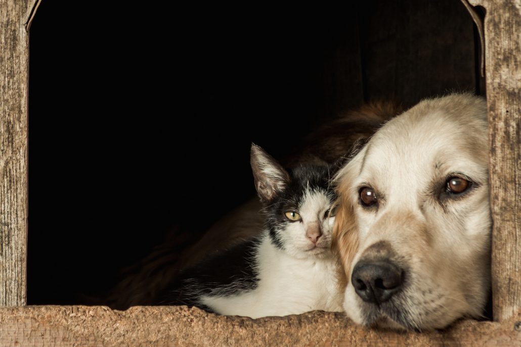 Hond en kat zwerfdieren