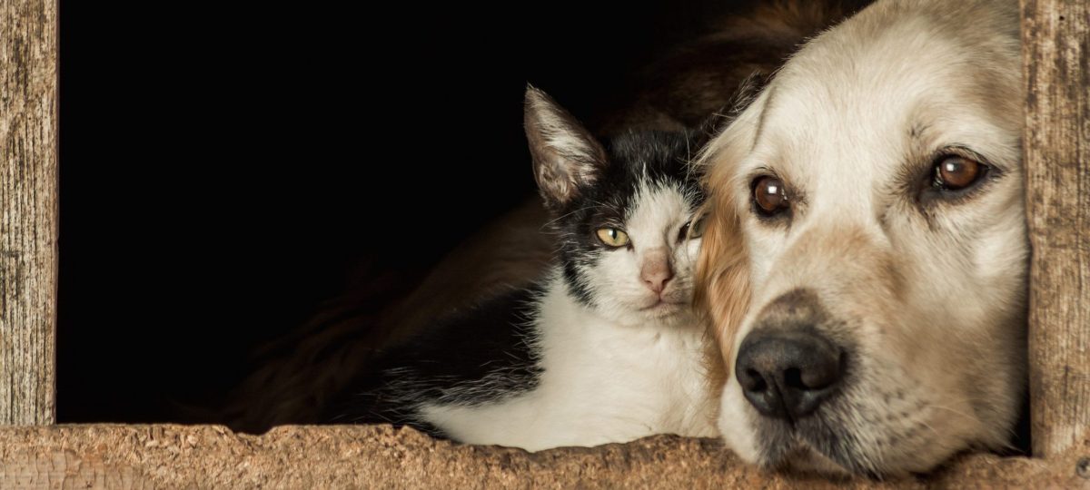 Hond en kat zwerddieren header