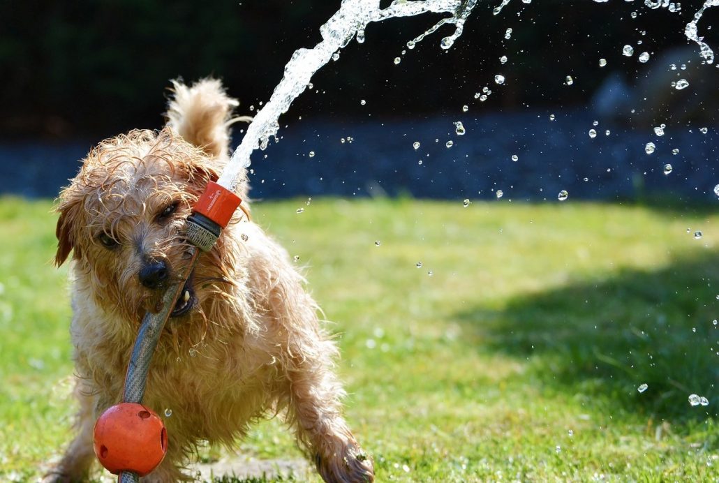 Hond-speelt-met-water-kopie