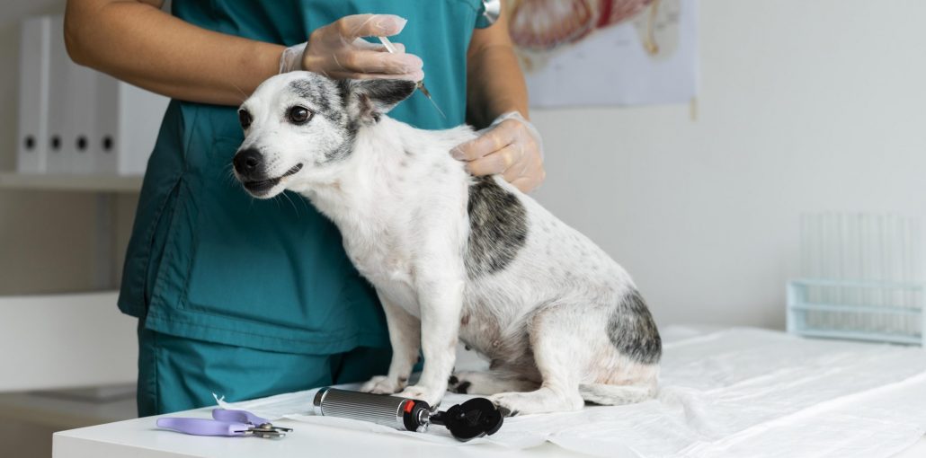 hond vaccinatie